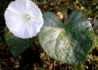 <i>Ipomoea purpurea</i> (L.) Roth. [Convolvulaceae]
