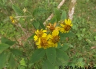 <i>Verbesina sordescens</i> DC. [Asteraceae]