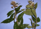 <i>Critoniopsis quinqueflora</i> (Less.) H. Rob. [Asteraceae]