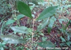 <i>Mollinedia clavigera</i> Tul.  [Monimiaceae]