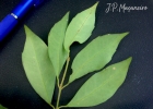 <i>Mollinedia clavigera</i> Tul.  [Monimiaceae]