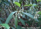 <i>Mollinedia calodonta</i> Perkins  [Monimiaceae]