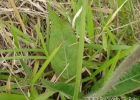 <i>Hieracium commersonii</i> Monnier [Asteraceae]