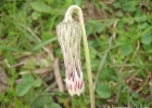 <i>Chaptalia sinuata</i> (Less.) Baker [Asteraceae]