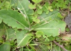 <i>Chaptalia sinuata</i> (Less.) Baker [Asteraceae]