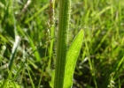 <i>Holocheilus brasiliensis</i> (L.) Cabrera [Asteraceae]