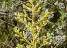 <i>Trixis nobilis</i> (Vell.) Katinas [Asteraceae]