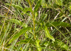 <i>Trixis nobilis</i> (Vell.) Katinas [Asteraceae]