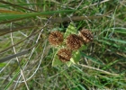 <i>Pluchea laxiflora</i> Hook. & Arn. ex Baker [Asteraceae]