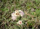 <i>Pluchea oblongifolia</i> DC. [Asteraceae]