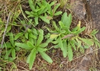 <i>Stenachaenium campestre</i> Baker [Asteraceae]