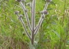 <i>Stenachaenium megapotamicum</i> (Spreng.) Baker [Asteraceae]