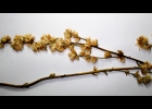 <i>Orthopappus angustifolius</i> Gleason [Asteraceae]