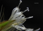 <i>Orthopappus angustifolius</i> Gleason [Asteraceae]
