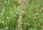 <i>Orthopappus angustifolius</i> Gleason [Asteraceae]