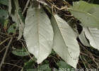 <i>Piptocarpha sellowii</i> (Sch. Bip.) Baker [Asteraceae]