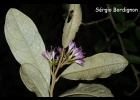 <i>Piptocarpha sellowii</i> (Sch. Bip.) Baker [Asteraceae]