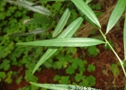 <i>Vernonia balansae</i> Hieron. [Asteraceae]