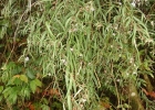 <i>Vernonia balansae</i> Hieron. [Asteraceae]