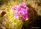 <i>Vernonia polyphylla</i> Sch. Bip. ex Baker [Asteraceae]