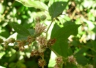 <i>Vernonia scorpioides</i> (Lam.) Pers. [Asteraceae]