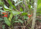 <i>Heliconia farinosa</i>  Raddi  [Heliconiaceae]