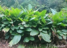 <i>Heliconia farinosa</i>  Raddi  [Heliconiaceae]