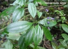 <i>Leandra acutiflora</i> (Naudin) Cogn. [Melastomataceae]