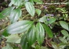 <i>Leandra acutiflora</i> (Naudin) Cogn. [Melastomataceae]