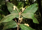<i>Myrcia spectabilis</i> DC.  [Myrtaceae]