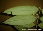 <i>Myrcia spectabilis</i> DC.  [Myrtaceae]