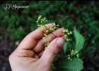 <i>Leandra laevigata</i> (Triana) Cogn. [Melastomataceae]