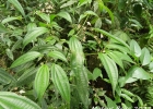<i>Leandra laevigata</i> (Triana) Cogn. [Melastomataceae]