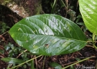 <i>Piper amplum</i> Kunth  [Piperaceae]
