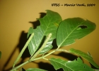 <i>Piper amplum</i> Kunth  [Piperaceae]