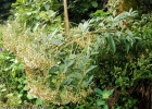 <i>Vernonanthura tweedieana</i> (Baker) H. Rob. [Asteraceae]