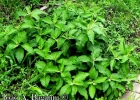 <i>Vernonanthura tweedieana</i> (Baker) H. Rob. [Asteraceae]
