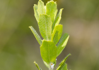 <i>Baccharis caprariifolia</i> DC. [Asteraceae]