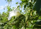 <i>Merremia dissecta</i> (Jacq.) Hallier f. [Convolvulaceae]