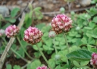 <i>Trifolium riograndense</i> Burkart [Fabaceae]