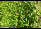 <i>Eupatorium candolleanum</i> Hook. & Arn. [Asteraceae]