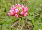 <i>Trifolium riograndense</i> Burkart [Fabaceae]