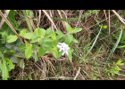 <i>Stevia cinerascens</i> Sch. Bip. ex Baker [Asteraceae]
