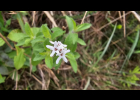 <i>Stevia cinerascens</i> Sch. Bip. ex Baker [Asteraceae]