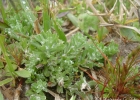 <i>Micropsis spathulata</i> (Pers.) Cabrera [Asteraceae]