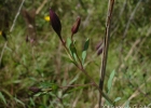 <i>Porophyllum lanceolatum</i> DC. [Asteraceae]