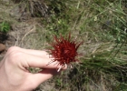 <i>Isostigma peucedanifolium</i> Less. [Asteraceae]