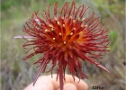 <i>Isostigma peucedanifolium</i> Less. [Asteraceae]