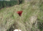 <i>Isostigma peucedanifolium</i> Less. [Asteraceae]