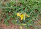 <i>Crotalaria hilariana</i> Benth. [Fabaceae]